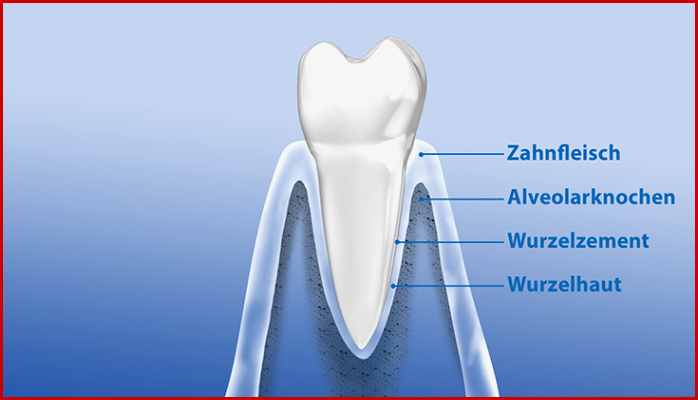 Aufbau Der Zähne