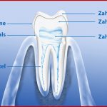 Aufbau Der Zähne