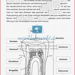 Aufbau Der Zähne Übungen Mit Lösungen Meinunterricht