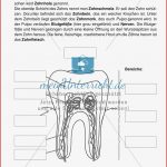 Aufbau Der Zähne Übungen Mit Lösungen Meinunterricht