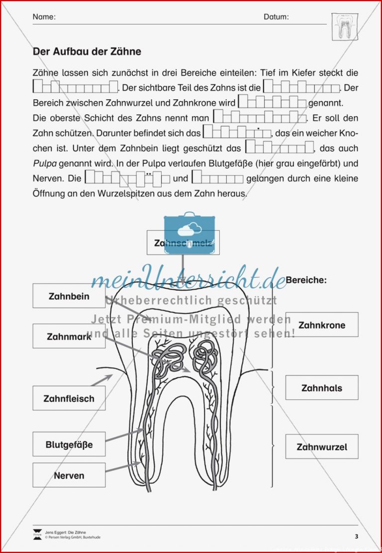 Aufbau der Zähne Übungen mit Lösungen meinUnterricht