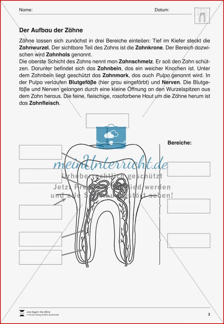 Aufbau der Zähne Übungen mit Lösungen meinUnterricht