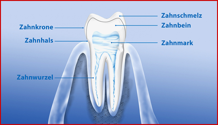 Aufbau der Zähne