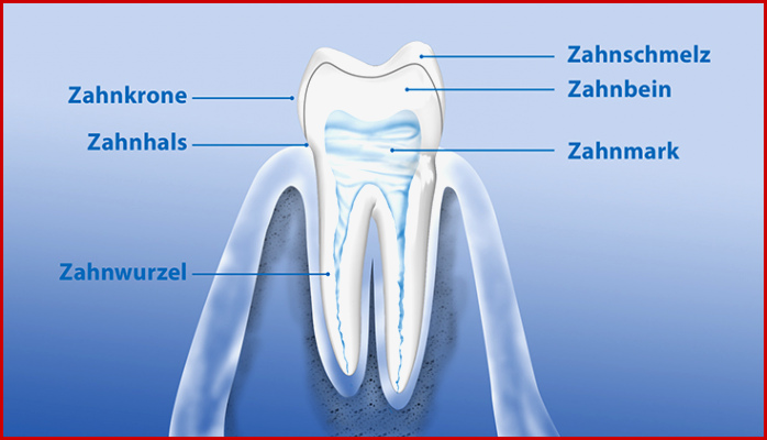 Aufbau Der Zähne