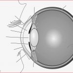 Aufbau Des Auges Inkl Grafik Und Video