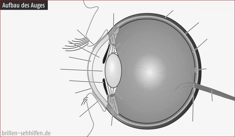 Aufbau Des Auges Inkl Grafik Und Video