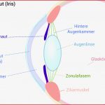 Aufbau Des Menschlichen Auges