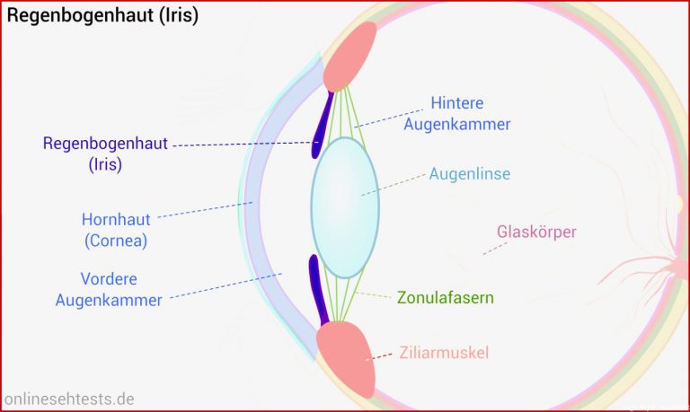 Aufbau Des Menschlichen Auges