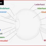 Aufbau Des Menschlichen Auges & Funktionen