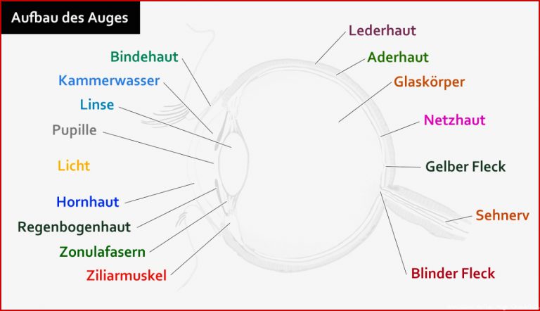 Aufbau Des Menschlichen Auges & Funktionen