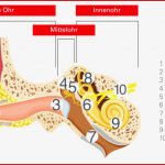 Aufbau Des Ohres