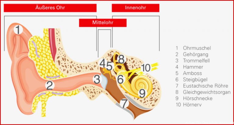 Aufbau Des Ohres