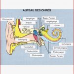 Aufbau Des Ohres St 8039