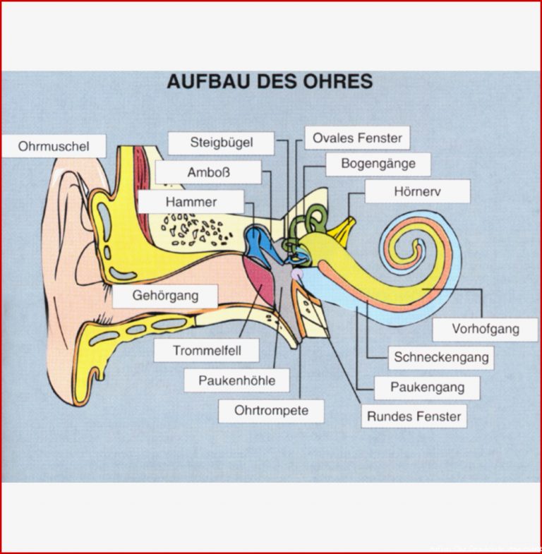 Aufbau des Ohres ST 8039