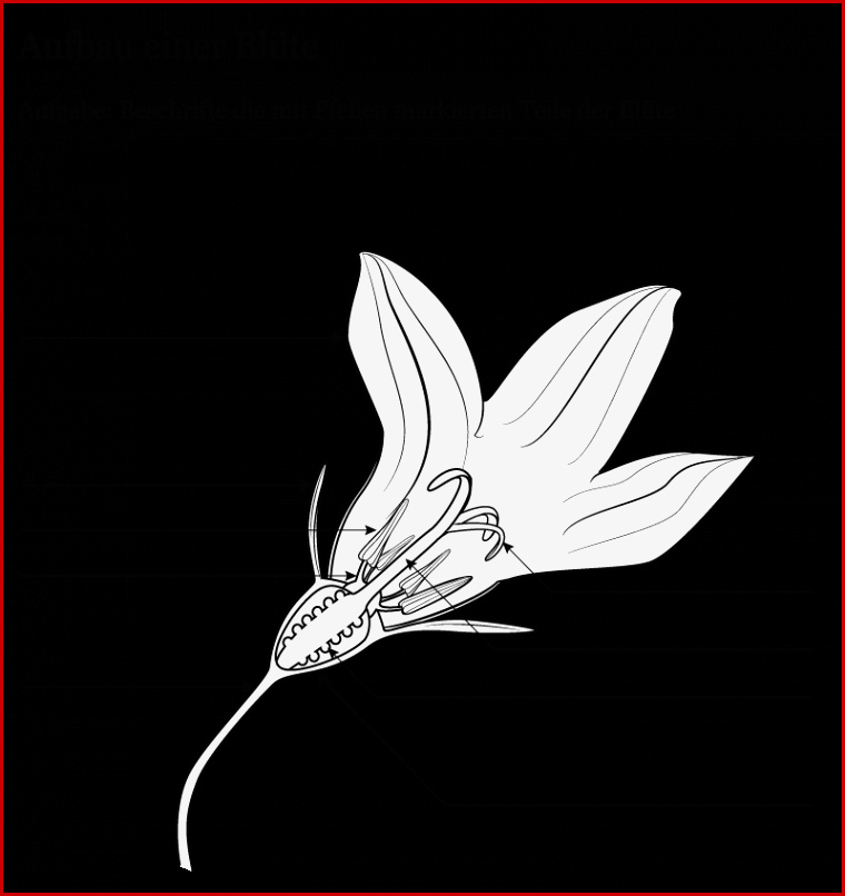 Aufbau Einer Blüte – Markus Ruchter Illustration