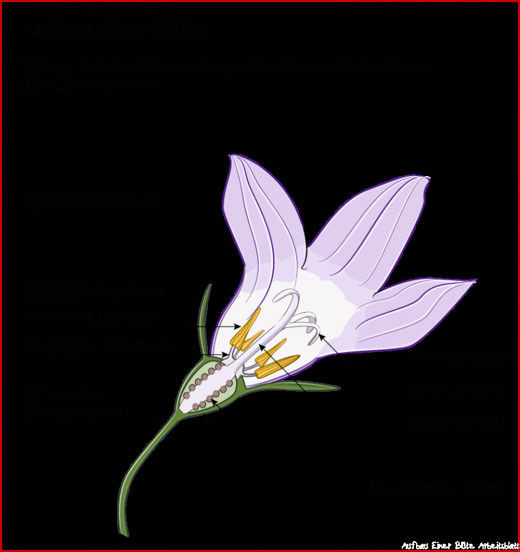 Aufbau einer Blüte – Markus Ruchter illustration