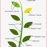 Aufbau Einer Pflanze Pflanzenorgane Stoffwechsel Bio