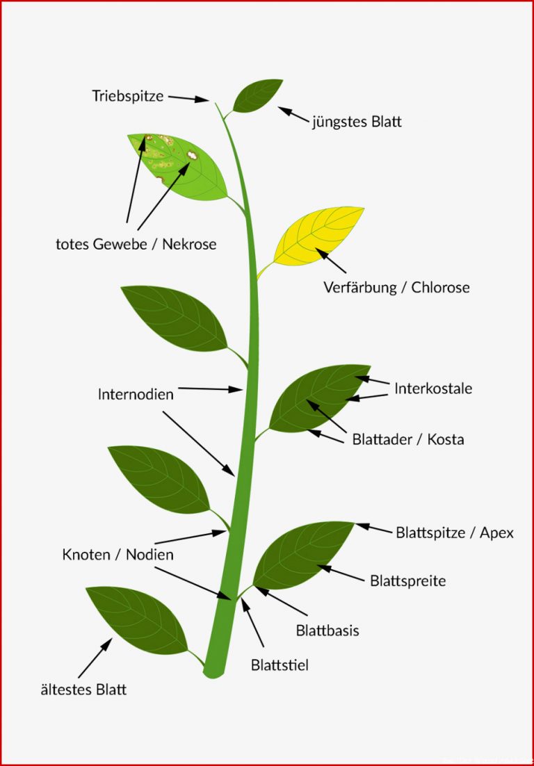 Aufbau Einer Pflanze Pflanzenorgane Stoffwechsel Bio