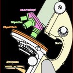 Aufbau Eines Lichtmikroskop Mikroskop Vergleichen