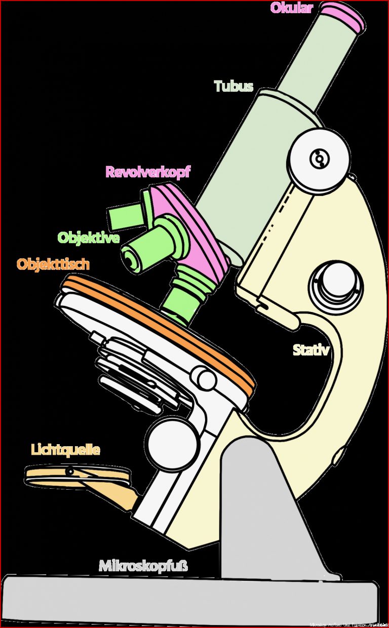 Aufbau Eines Lichtmikroskop Mikroskop Vergleichen