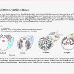 Aufbau Kiemen Arbeitsblatt Ideen Arbeitsblätter