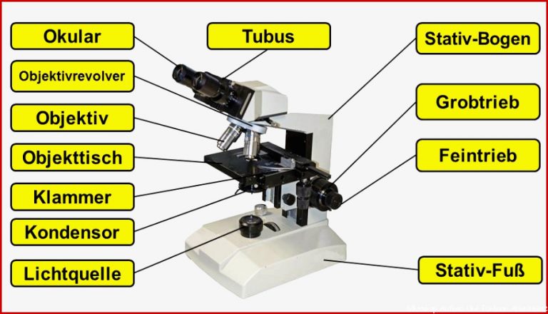 Aufbau Lichtmkroskop