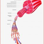 Aufbau Muskel 07 Synapse Muskel