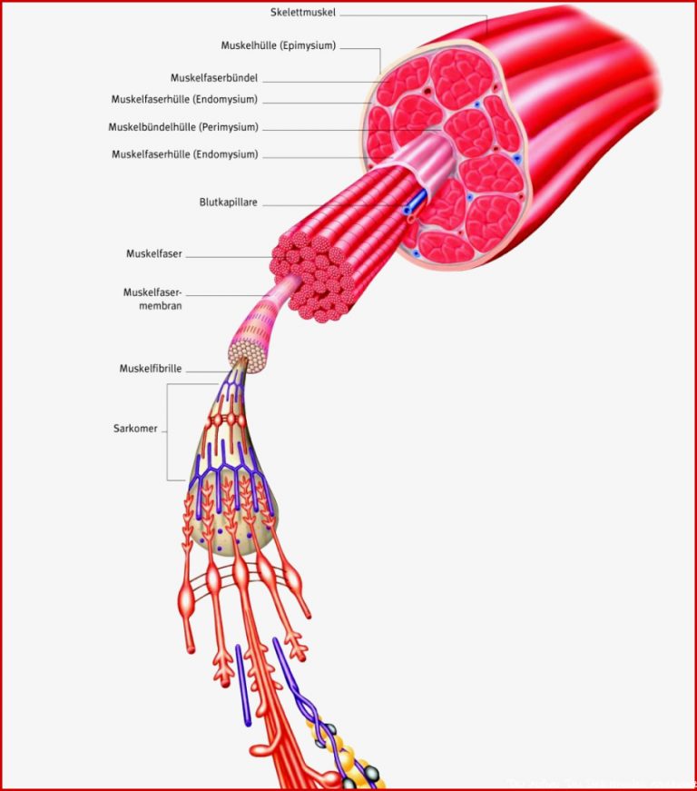 Aufbau Muskel 07 Synapse Muskel