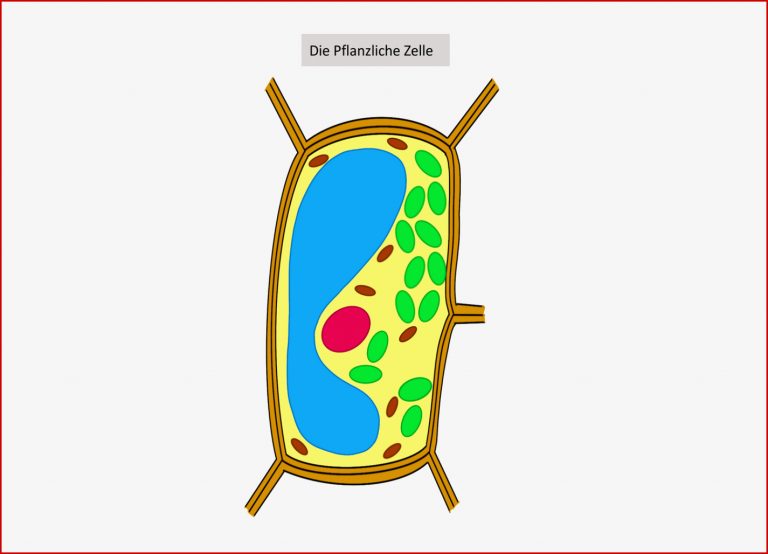 Aufbau Pflanzenzelle – Unterrichtsmaterial Im Fach