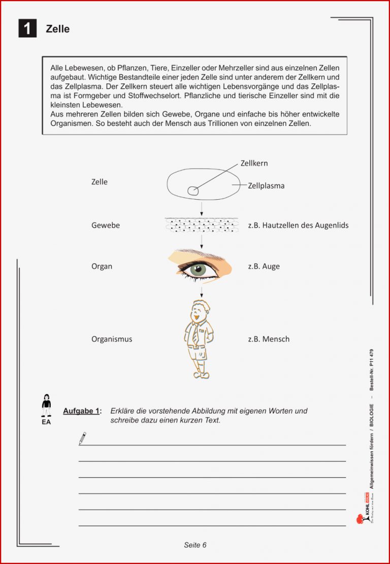 Aufbau Pflanzliche Zelle Arbeitsblatt Nereida Miller Schule
