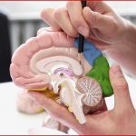 Aufbau Und Funktion Des Menschlichen Gehirns