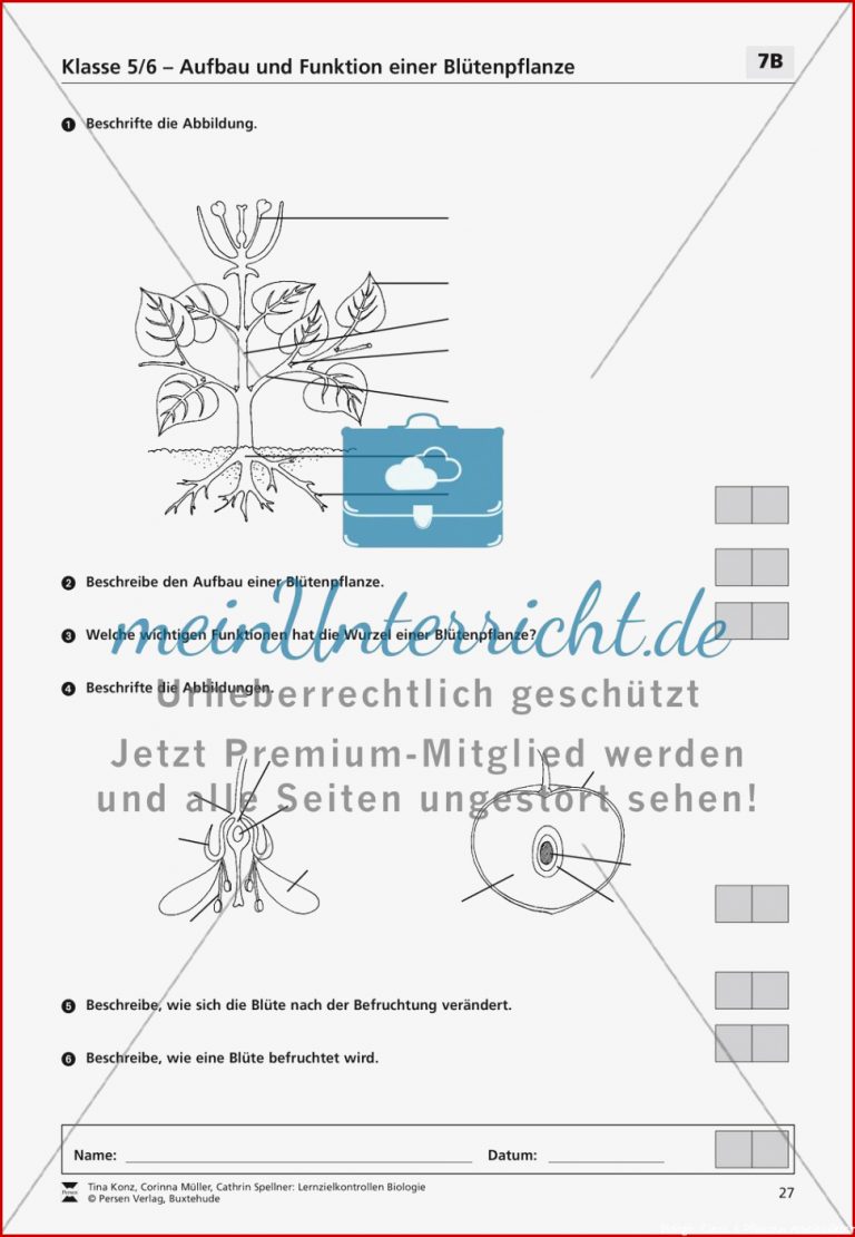 Aufbau und Funktion einer Blütenpflanze meinUnterricht