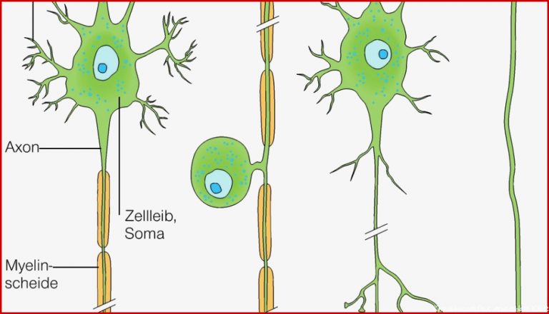 Aufbau Und Funktion Nervenzelle Captions Beautiful