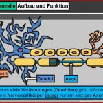 Aufbau Und Funktion Nervenzelle Captions Beautiful