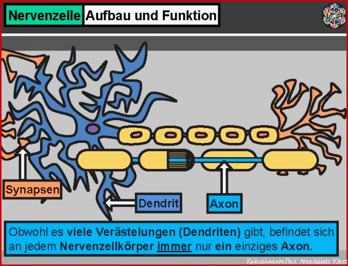 Aufbau Und Funktion Nervenzelle Captions Beautiful