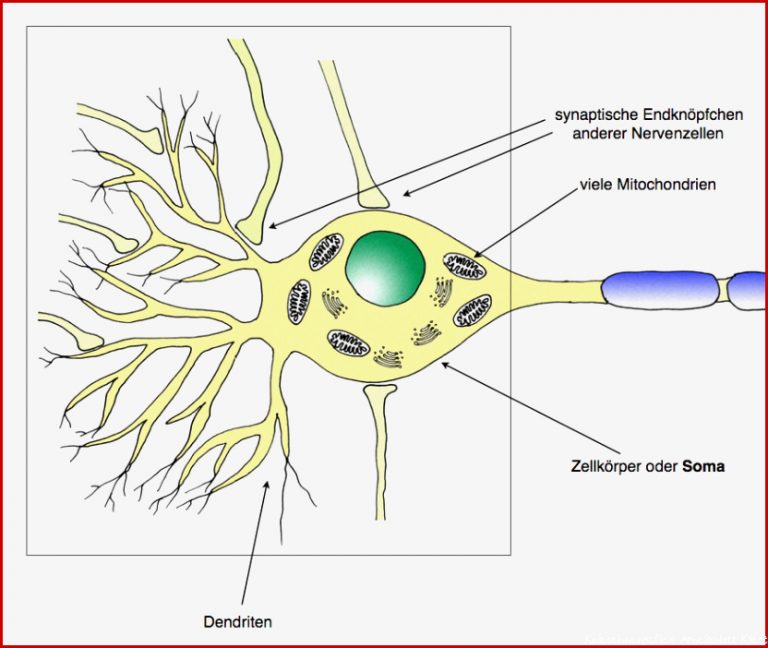 Aufbau Und Funktion Nervenzelle Captions Beautiful