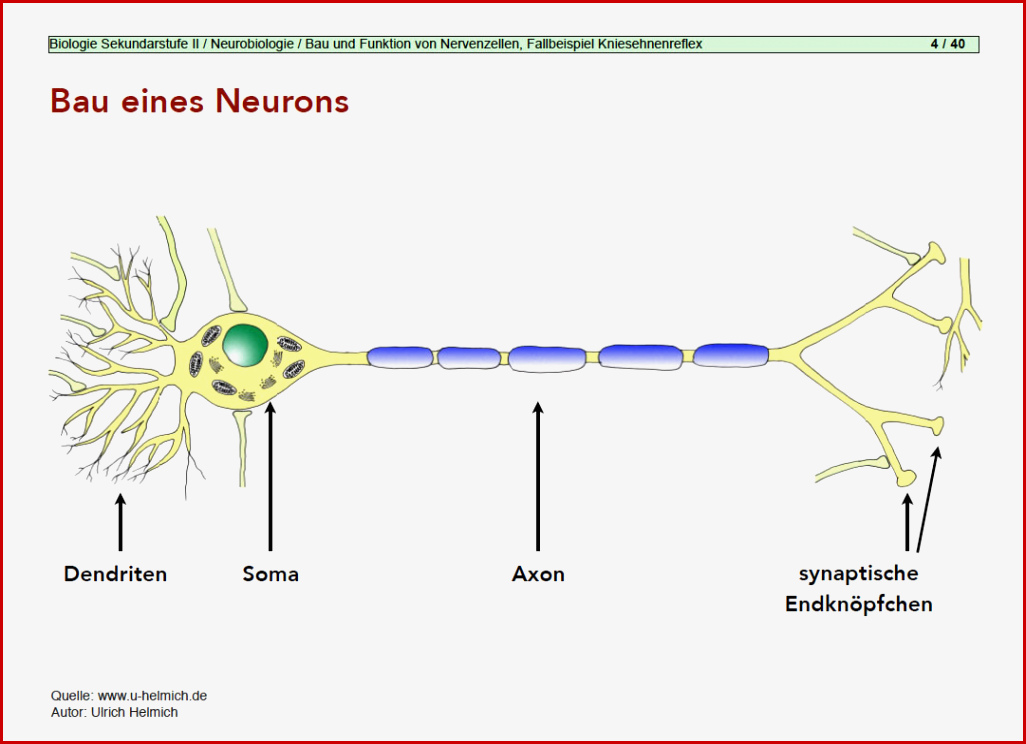 Aufbau Und Funktion Nervenzelle Captions Beautiful