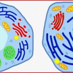 Aufbau Und Funktion Von Zellen Online Lernen