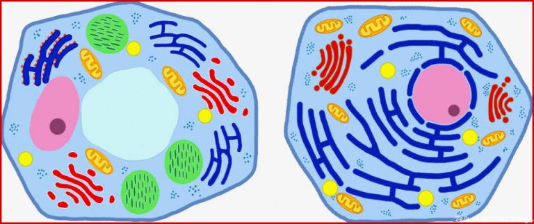 Aufbau Und Funktion Von Zellen Online Lernen