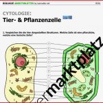 Aufbau Vergleich Tierische Und Pflanzliche Zelle