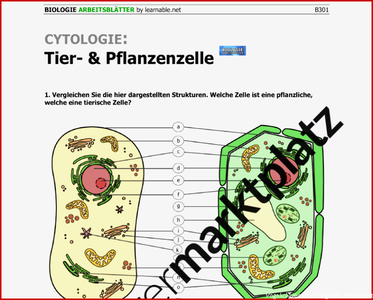 Aufbau Vergleich Tierische Und Pflanzliche Zelle
