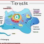 Aufbau Vergleich Tierische Und Pflanzliche Zelle
