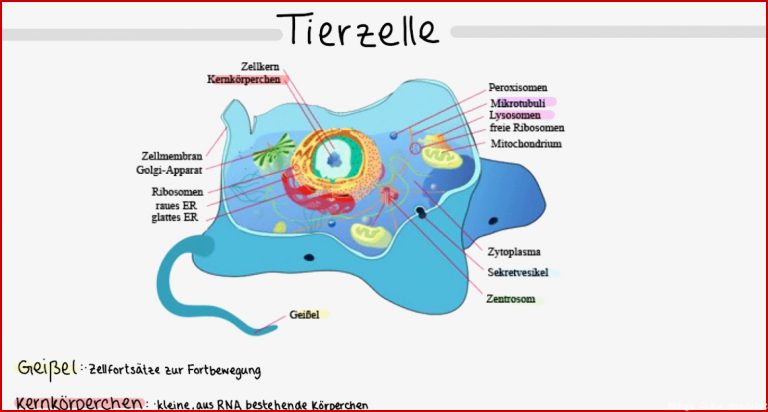 Aufbau Vergleich Tierische Und Pflanzliche Zelle