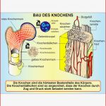 Aufbau Von Knochen Und Muskeln St 8017