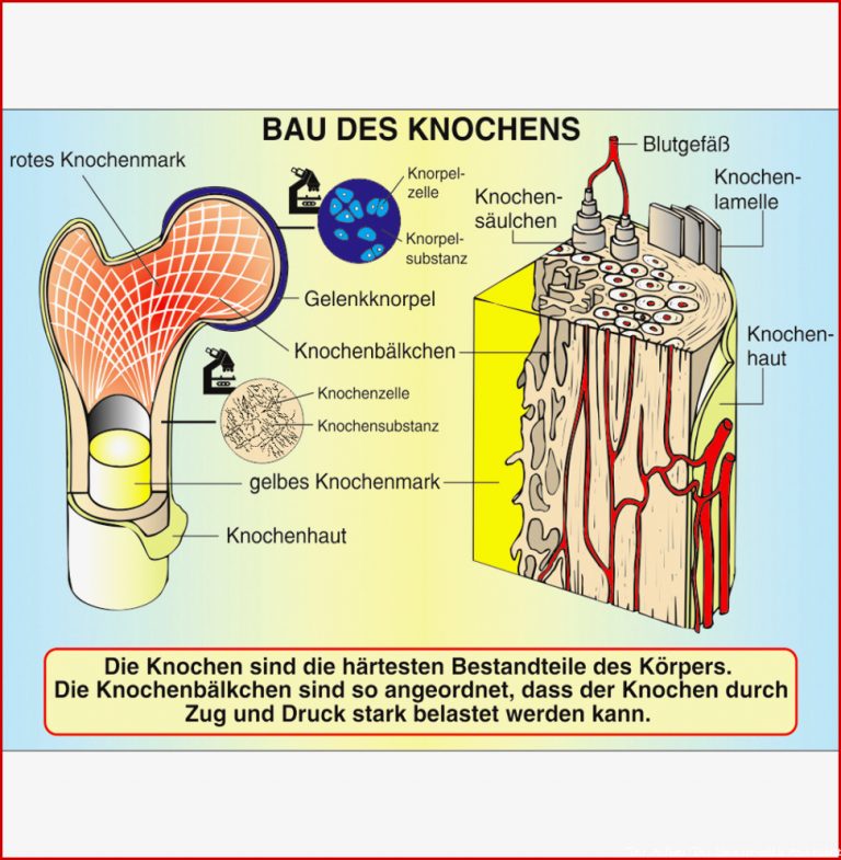 Aufbau Von Knochen Und Muskeln St 8017