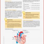Aufgabe Und Aufbau Des Herzens