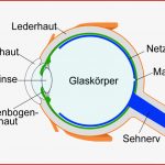 Augenkrankheiten Aufbau Und Funktion