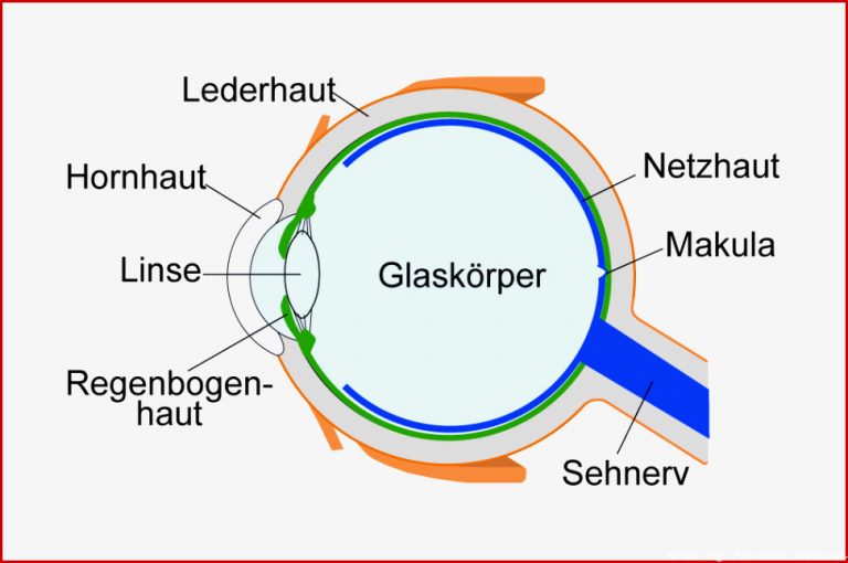 Augenkrankheiten Aufbau Und Funktion