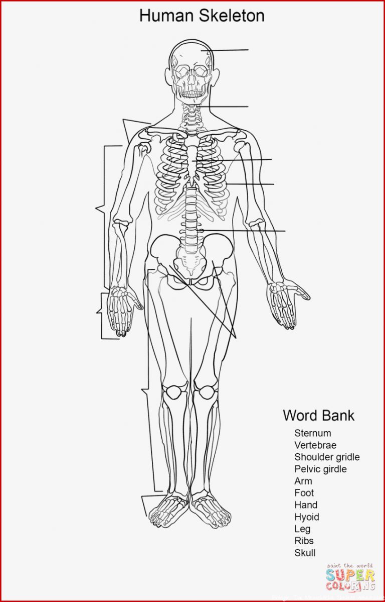 Ausmalbild Arbeitsblatt Das menschliche Skelett