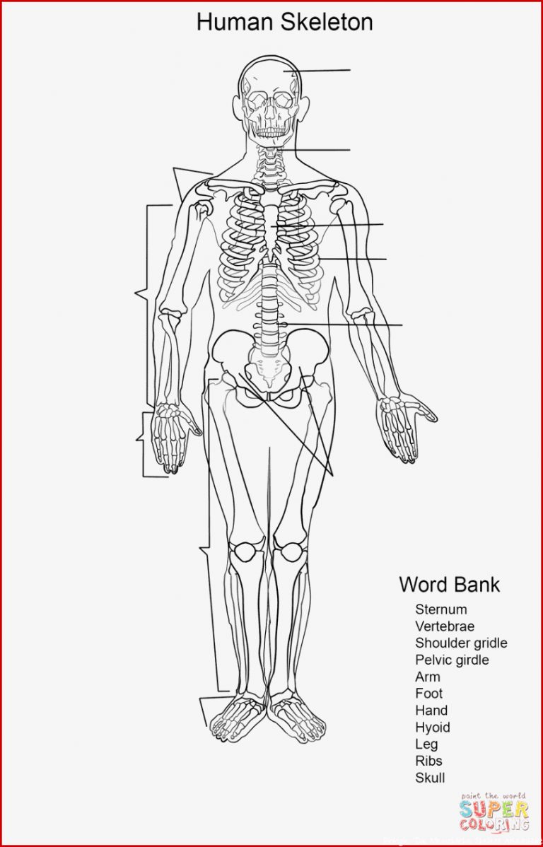 Ausmalbild Arbeitsblatt Das Menschliche Skelett